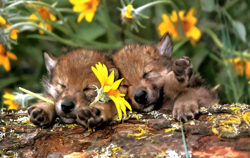 Gray Wolf pups (Canis lupus) {!--회색이리-->; DISPLAY FULL IMAGE.
