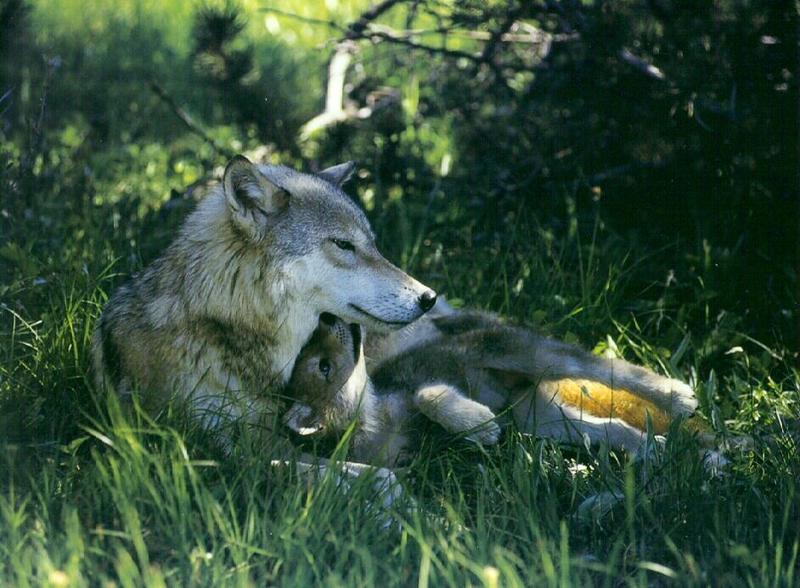 Gray Wolf mother and pup (Canis lupus) {!--회색이리-->; DISPLAY FULL IMAGE.