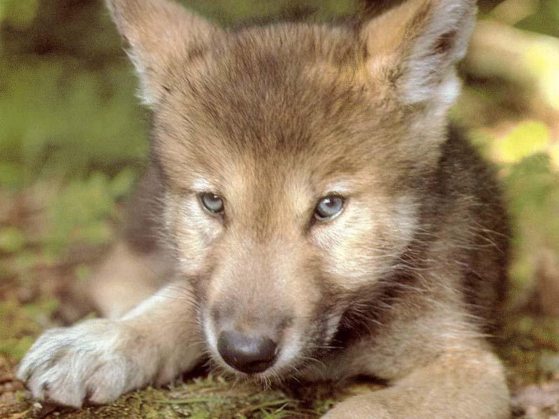 Gray Wolf pup (Canis lupus) {!--회색이리-->; DISPLAY FULL IMAGE.