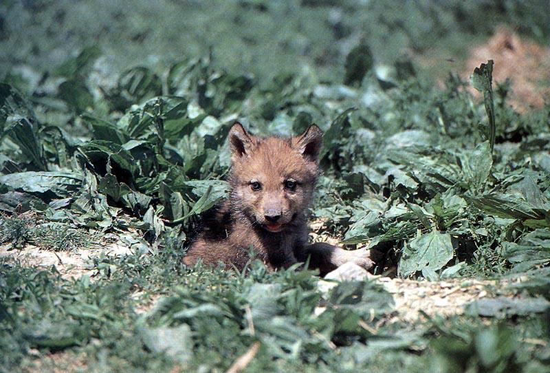 Gray Wolf pup (Canis lupus) {!--회색이리-->; DISPLAY FULL IMAGE.