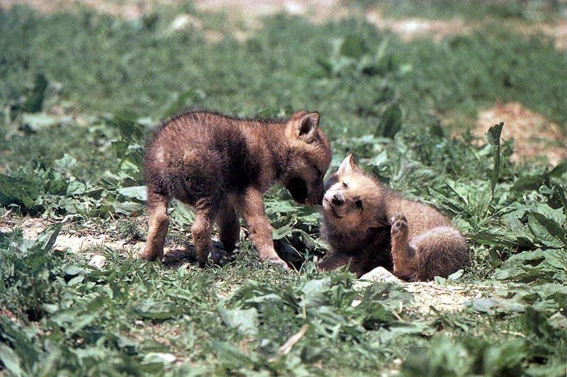 Gray Wolf pups (Canis lupus) {!--회색이리-->; DISPLAY FULL IMAGE.