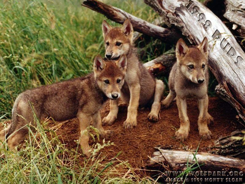 Gray Wolf pups (Canis lupus) {!--회색이리-->; DISPLAY FULL IMAGE.