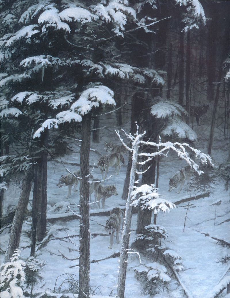 [Animal Art - Robert Bateman] Gray Wolves (Canis lupus) {!--회색이리-->; DISPLAY FULL IMAGE.