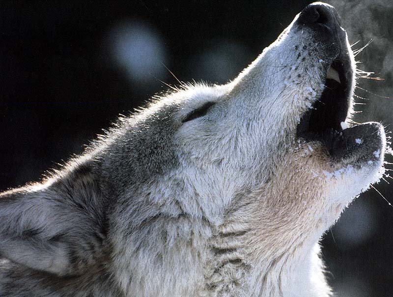 Gray Wolf (Canis lupus) {!--회색이리-->; DISPLAY FULL IMAGE.