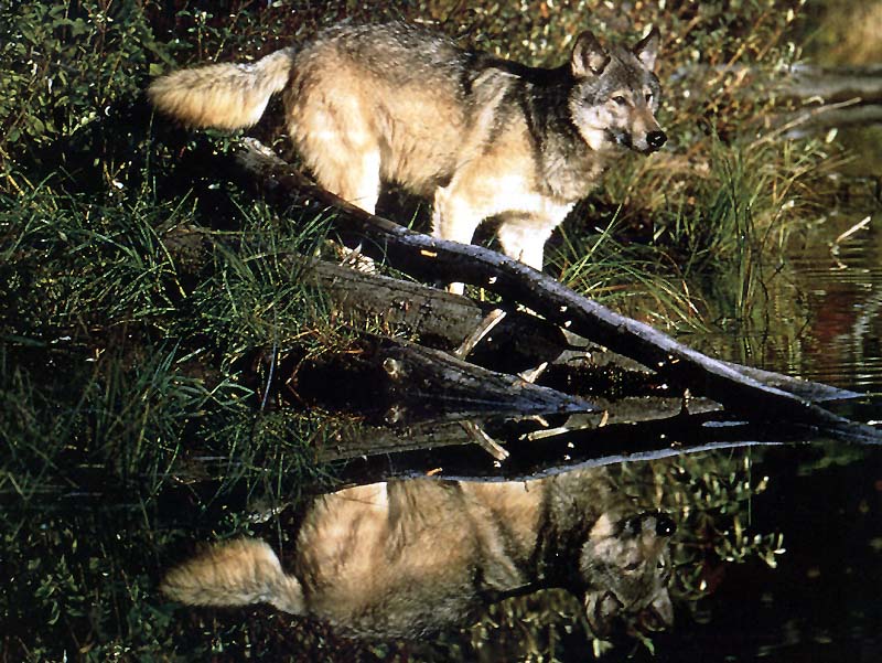 Gray Wolf (Canis lupus) {!--회색이리-->; DISPLAY FULL IMAGE.
