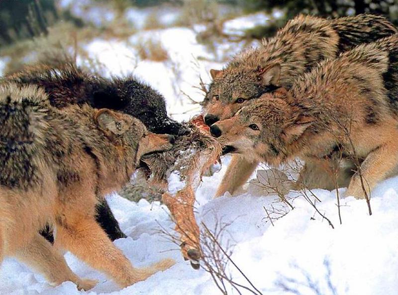 Gray Wolves (Canis lupus) {!--회색이리-->; DISPLAY FULL IMAGE.