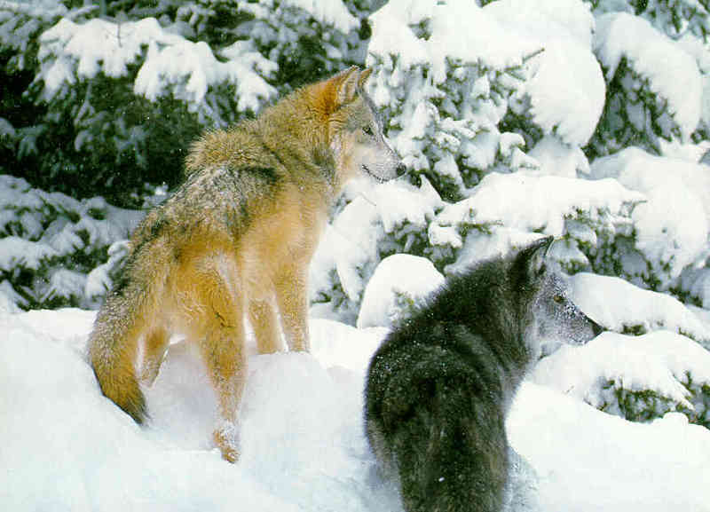 Gray Wolves (Canis lupus) {!--회색이리-->; DISPLAY FULL IMAGE.