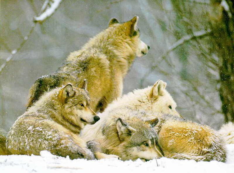 Gray Wolves (Canis lupus) {!--회색이리-->; DISPLAY FULL IMAGE.
