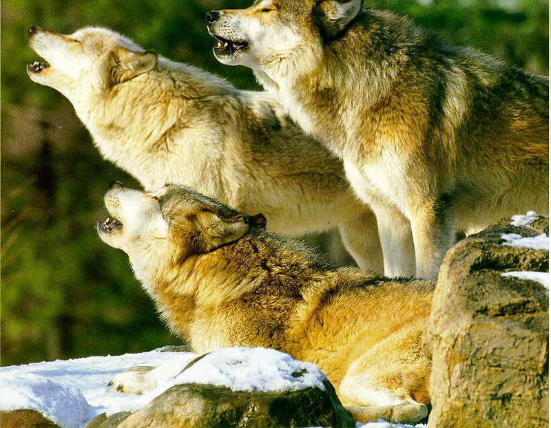 Gray Wolves (Canis lupus) {!--회색이리-->; DISPLAY FULL IMAGE.
