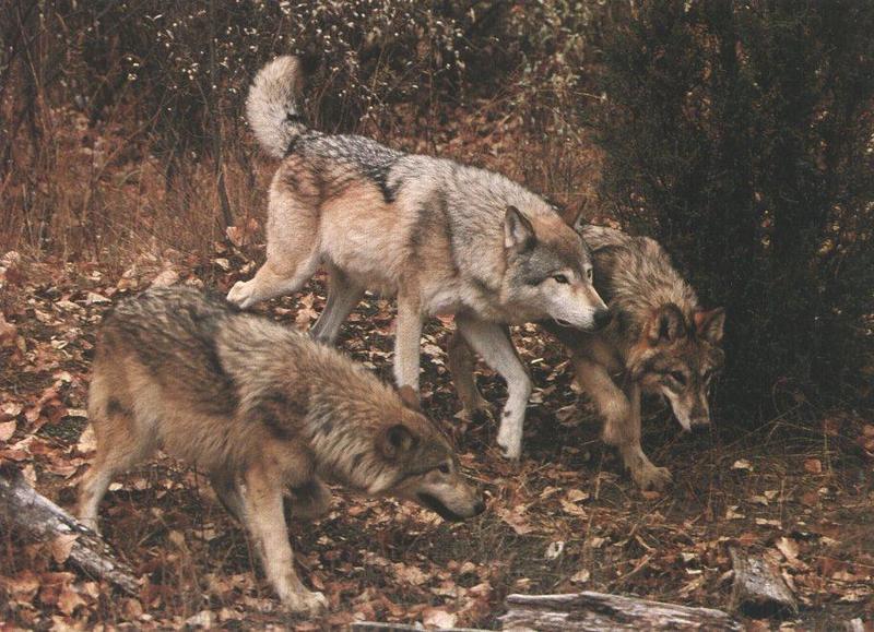 Gray Wolves (Canis lupus) {!--회색이리-->; DISPLAY FULL IMAGE.