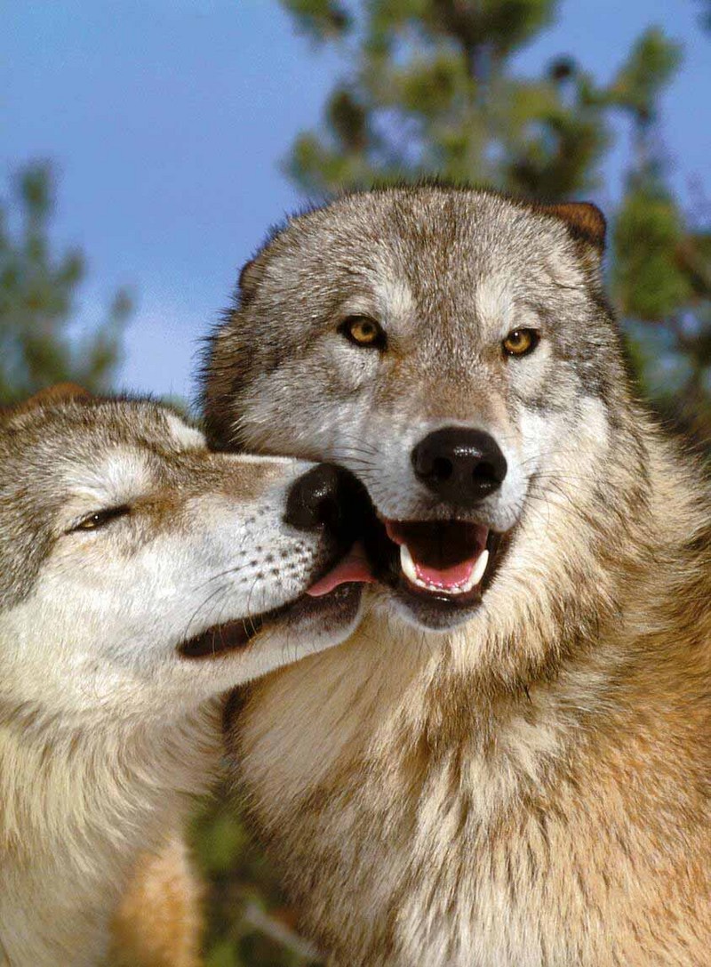 Gray Wolves (Canis lupus) {!--회색이리-->; DISPLAY FULL IMAGE.