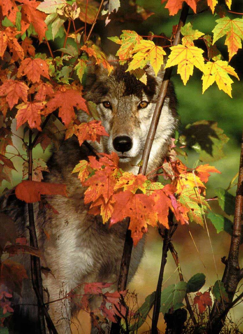 Gray Wolf (Canis lupus) {!--회색이리-->; DISPLAY FULL IMAGE.