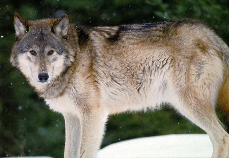 Gray Wolf (Canis lupus) {!--회색이리-->; DISPLAY FULL IMAGE.