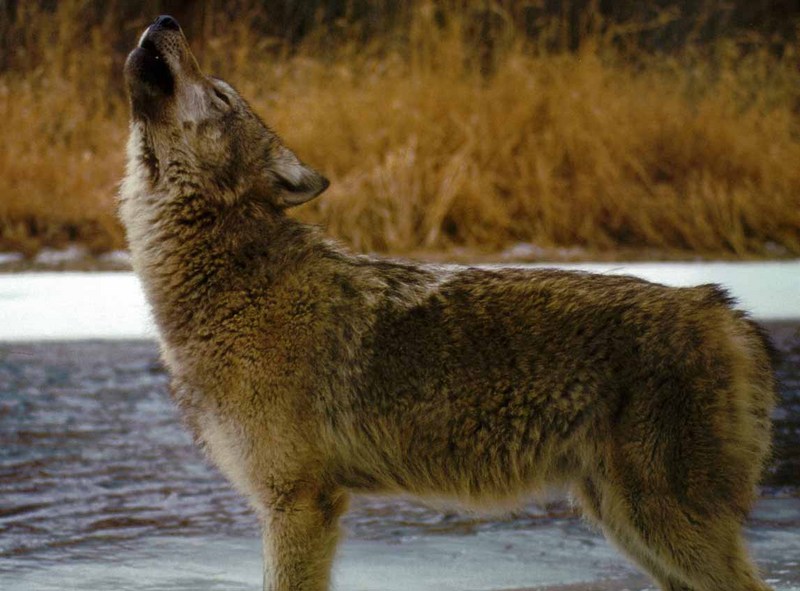 Gray Wolf (Canis lupus) {!--회색이리-->; DISPLAY FULL IMAGE.