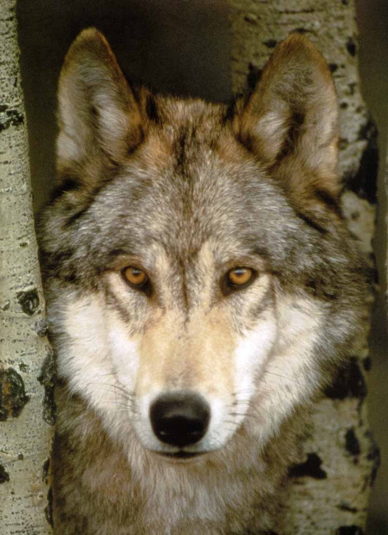 Gray Wolf (Canis lupus) {!--회색이리-->; DISPLAY FULL IMAGE.