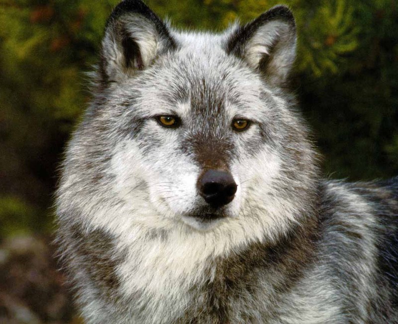 Gray Wolf (Canis lupus) {!--회색이리-->; DISPLAY FULL IMAGE.