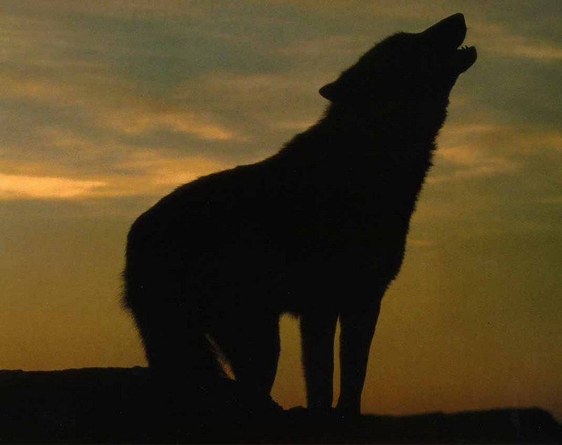 Gray Wolf (Canis lupus) {!--회색이리-->; DISPLAY FULL IMAGE.