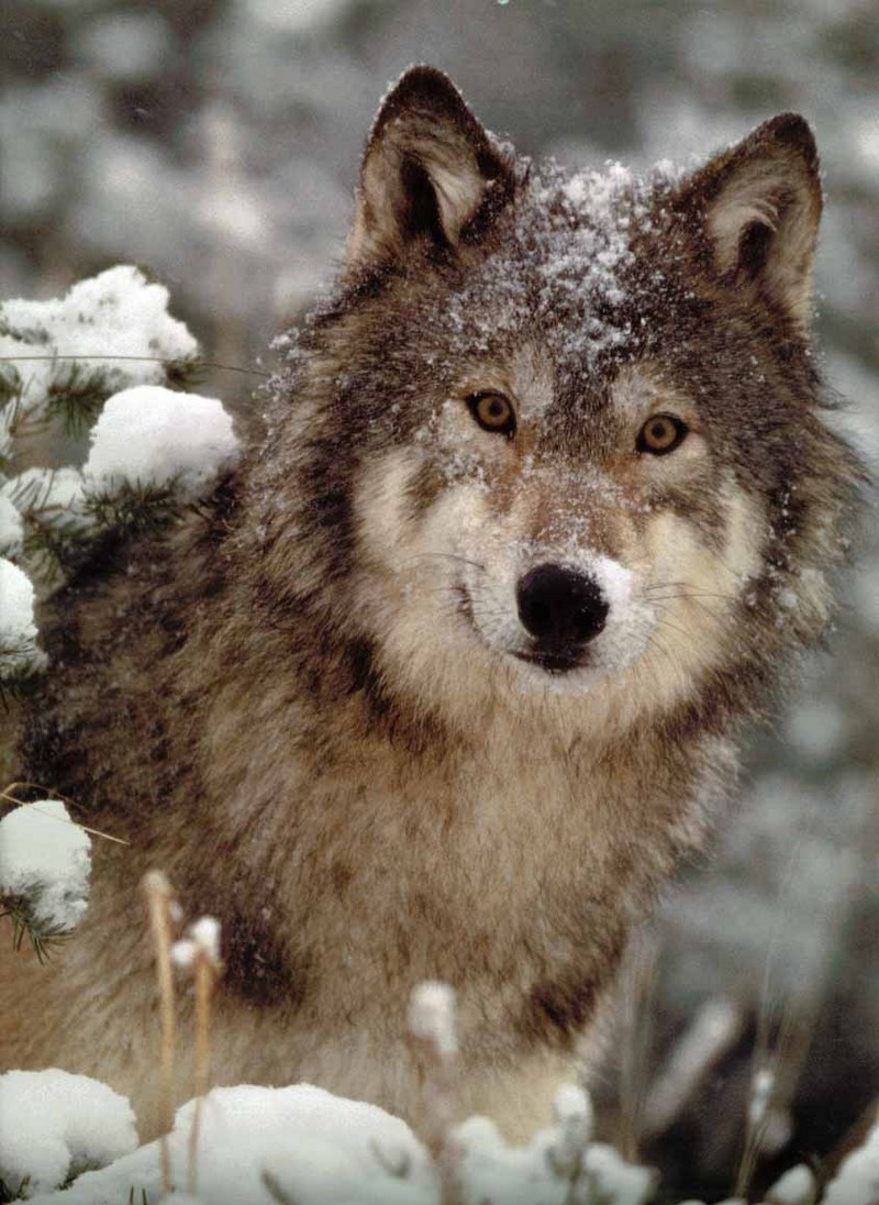 Gray Wolf (Canis lupus) {!--회색이리-->; DISPLAY FULL IMAGE.