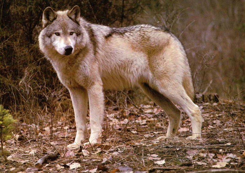Gray Wolf (Canis lupus) {!--회색이리-->; DISPLAY FULL IMAGE.