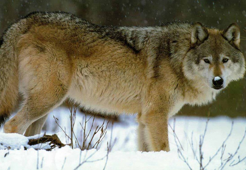 Gray Wolf (Canis lupus) {!--회색이리-->; DISPLAY FULL IMAGE.