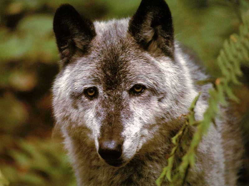 Gray Wolf (Canis lupus) {!--회색이리-->; DISPLAY FULL IMAGE.