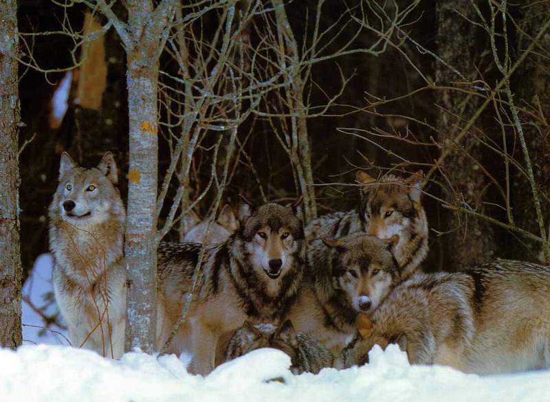 Gray Wolves (Canis lupus) {!--회색이리-->; DISPLAY FULL IMAGE.