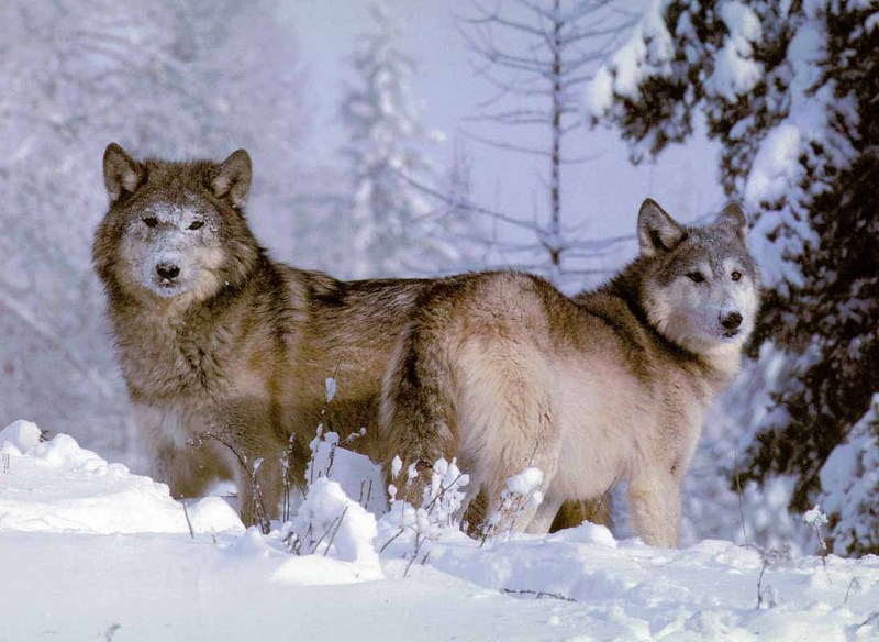 Gray Wolves (Canis lupus) {!--회색이리-->; DISPLAY FULL IMAGE.