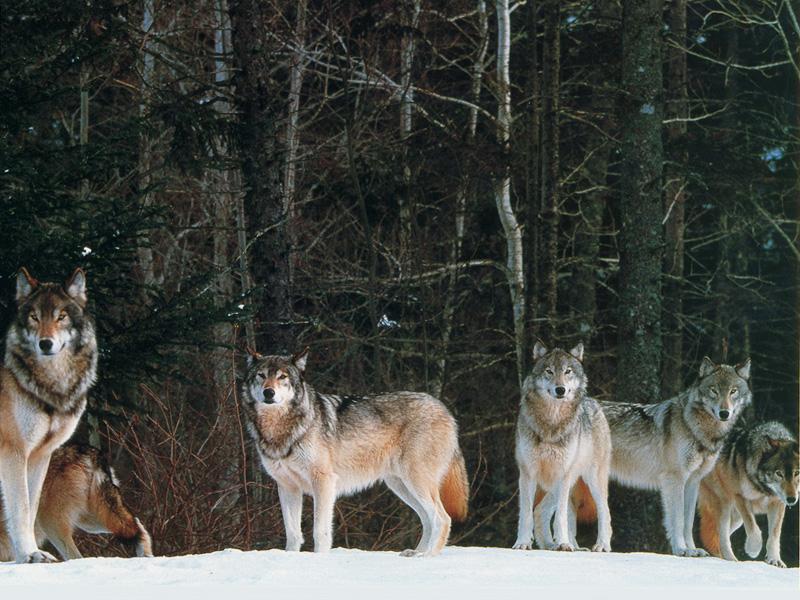 Gray Wolves (Canis lupus) {!--회색이리-->; DISPLAY FULL IMAGE.