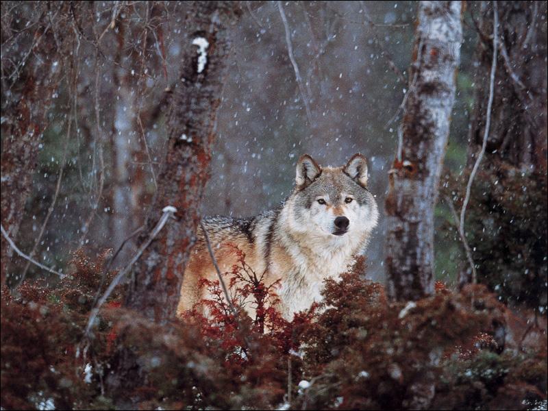 Gray Wolf (Canis lupus) {!--회색이리-->; DISPLAY FULL IMAGE.