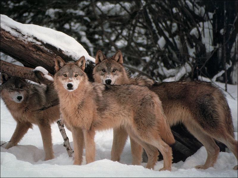 Gray Wolves (Canis lupus) {!--회색이리-->; DISPLAY FULL IMAGE.