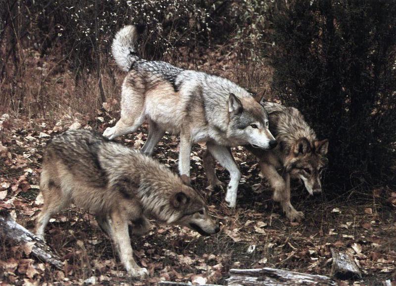 Gray Wolves (Canis lupus) {!--회색이리-->; DISPLAY FULL IMAGE.