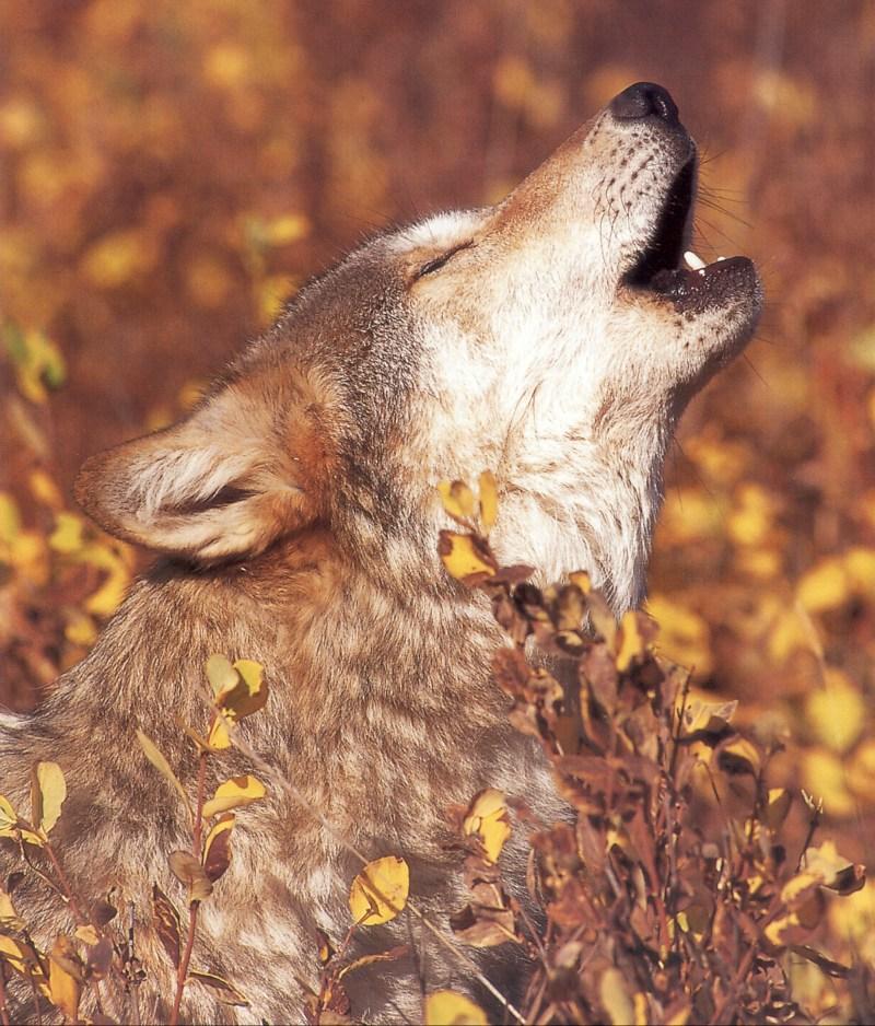 Gray Wolf (Canis lupus) {!--회색이리-->; DISPLAY FULL IMAGE.