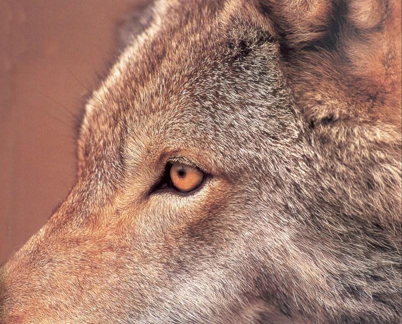 Gray Wolf (Canis lupus) {!--회색이리-->; DISPLAY FULL IMAGE.