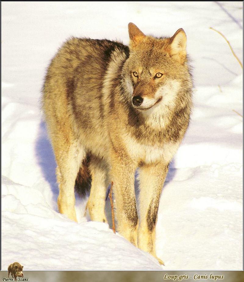 Gray Wolf (Canis lupus) {!--회색이리-->; DISPLAY FULL IMAGE.