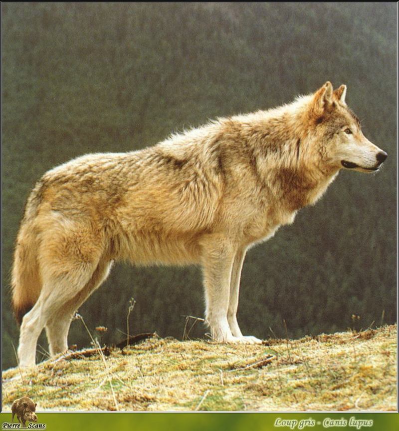 Gray Wolf (Canis lupus) {!--회색이리-->; DISPLAY FULL IMAGE.