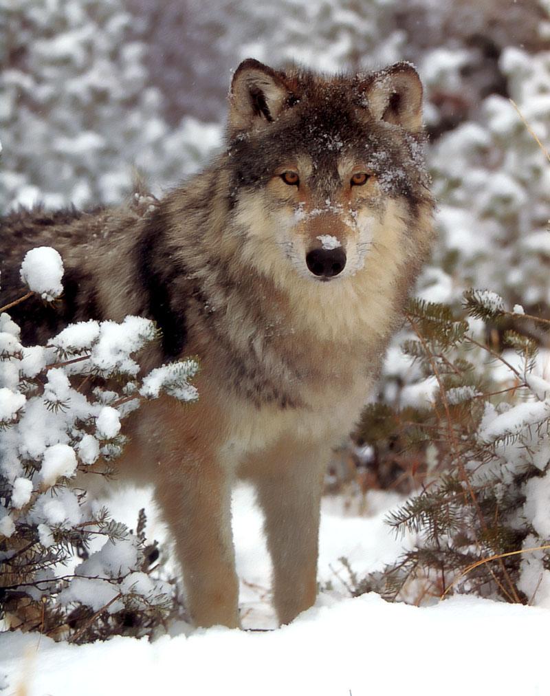 Gray Wolf (Canis lupus) {!--회색이리-->; DISPLAY FULL IMAGE.