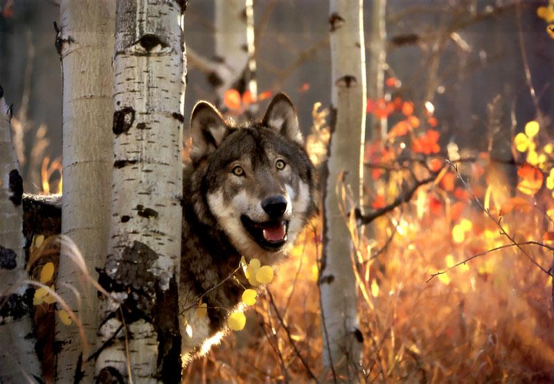 Gray Wolf (Canis lupus) {!--회색이리-->; DISPLAY FULL IMAGE.
