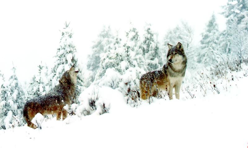 Gray Wolves (Canis lupus) {!--회색이리-->; DISPLAY FULL IMAGE.