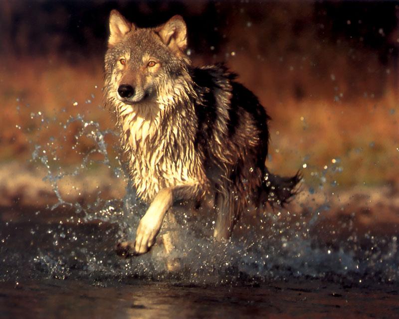 Gray Wolf (Canis lupus) {!--회색이리-->; DISPLAY FULL IMAGE.