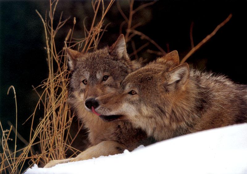 Gray Wolves (Canis lupus) {!--회색이리-->; DISPLAY FULL IMAGE.