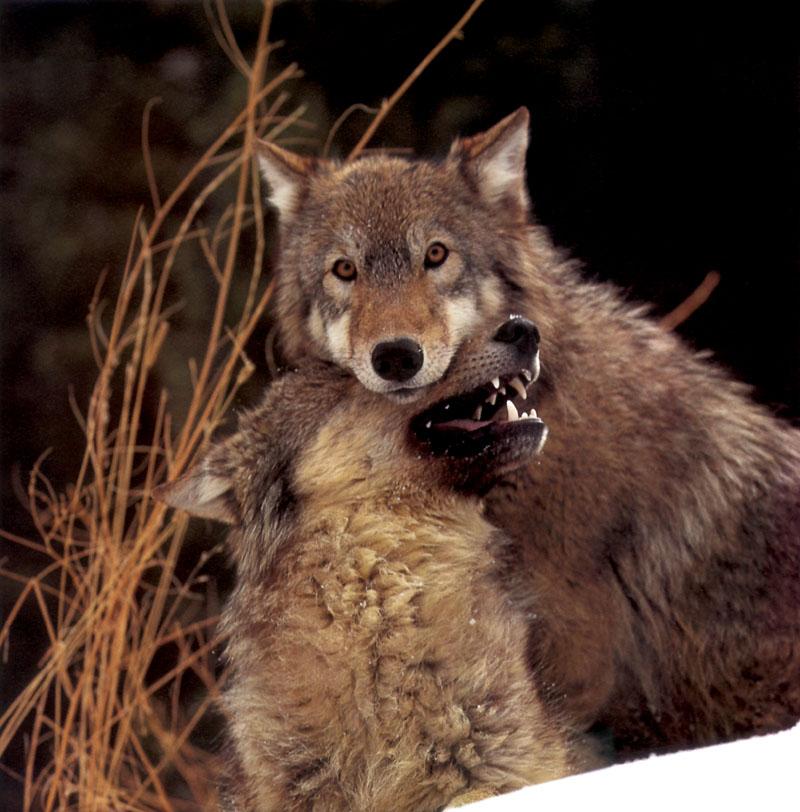 Gray Wolves (Canis lupus) {!--회색이리-->; DISPLAY FULL IMAGE.