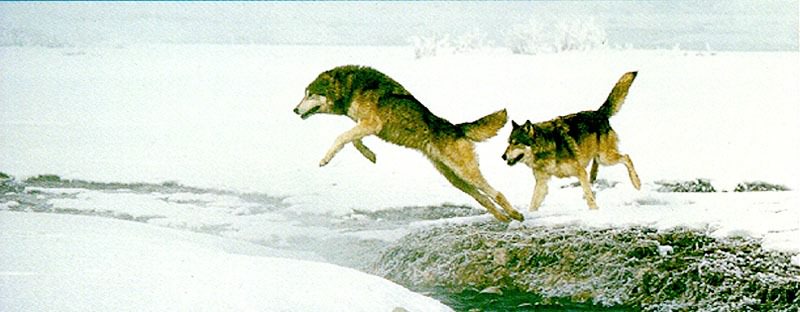 Gray Wolves (Canis lupus) {!--회색이리-->; DISPLAY FULL IMAGE.