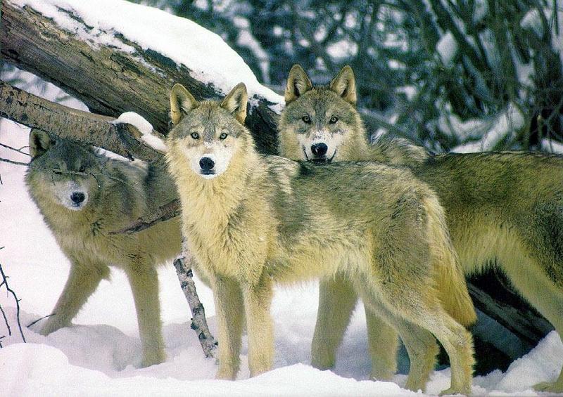 Gray Wolves (Canis lupus) {!--회색이리-->; DISPLAY FULL IMAGE.