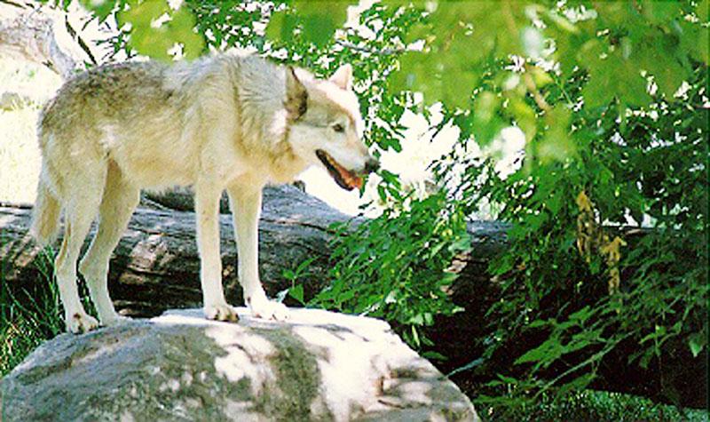 Gray Wolf (Canis lupus) {!--회색이리-->; DISPLAY FULL IMAGE.