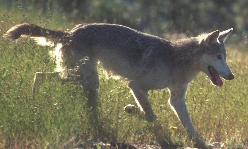 Gray Wolf (Canis lupus) {!--회색이리-->; DISPLAY FULL IMAGE.