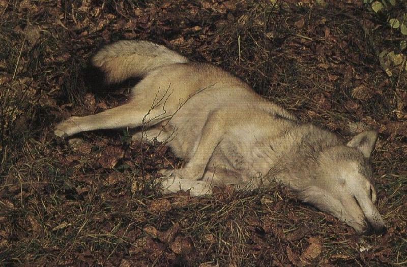 Gray Wolf (Canis lupus) {!--회색이리-->; DISPLAY FULL IMAGE.