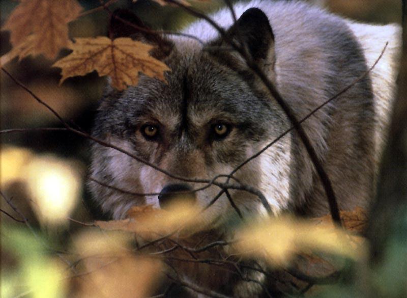 Gray Wolf (Canis lupus) {!--회색이리-->; DISPLAY FULL IMAGE.