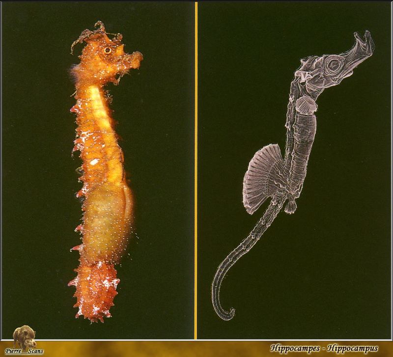 Sea Horses {!--해마(海馬)-->; DISPLAY FULL IMAGE.