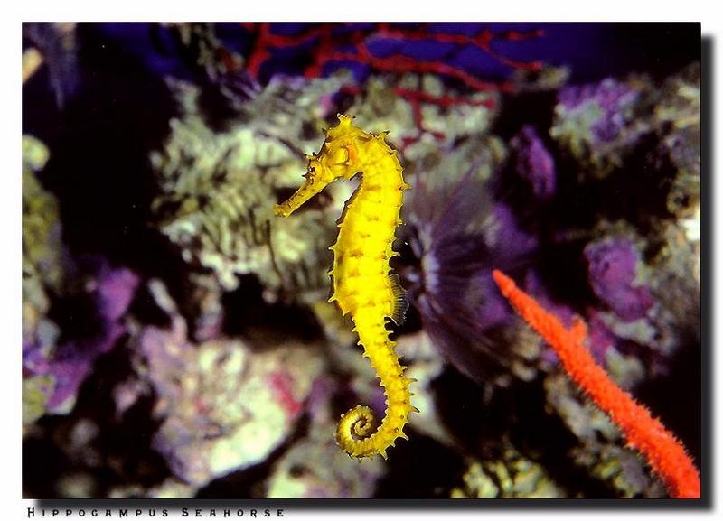 Sea Horse {!--해마(海馬)-->; DISPLAY FULL IMAGE.