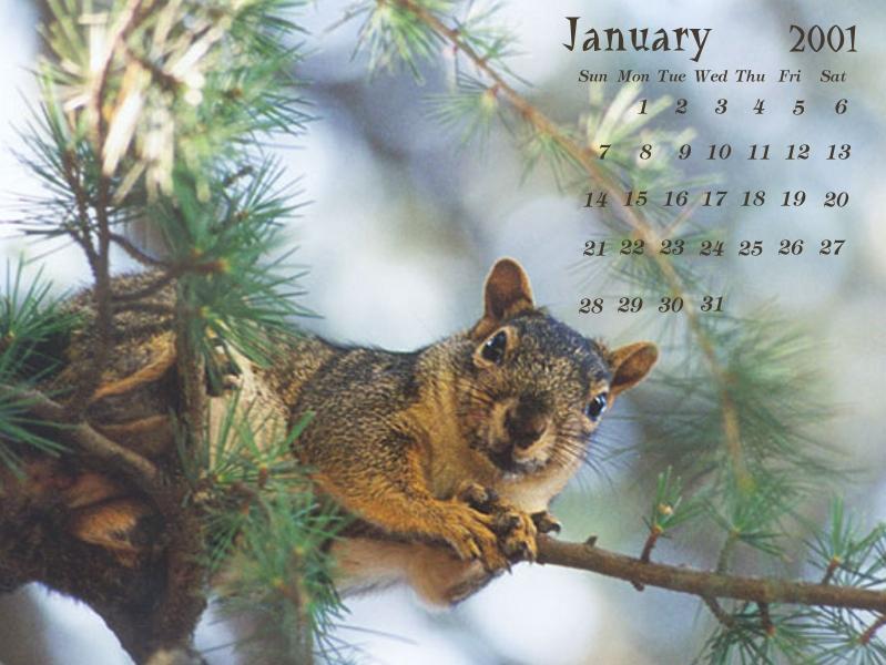 Squirrel {!--다람쥐류-->; DISPLAY FULL IMAGE.